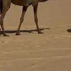 تلاث بكار جذعات