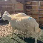 2 خرفان فوق 6 شهور عقيقة او تمايم