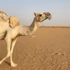 ثنو القحه تلد في شهر خمسه