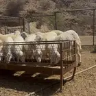 طليان محايل عسير