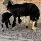 جذعه نجديه والد