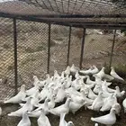 حمام فرنسي سوبر جابو