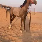 مهره شعبيه للبيع