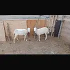 ضان لفاف سديس
