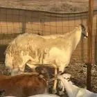 فحل صنف كفووو
