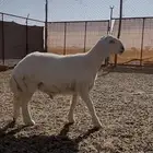 مشروع فحل صنف