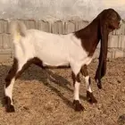 تيس حجازي مشروع فحل ولون مميز