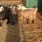 تيوس