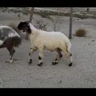مشروع فحل نعيم صنف