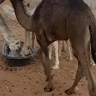 حاشي الباني طيب عمره 5 شهور علي الحليب وشعير الموقع الزلفي
