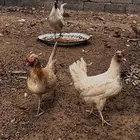 ديك ودجاجتين البيع بياض وبلدي