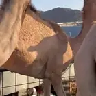 قعدان للبيع