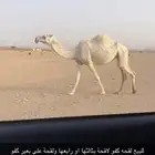 لقحة وضحى كفو