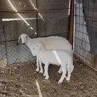 شاه تحتها طلي فاخره