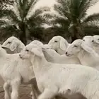 رخال حريات تم تم اللبيع