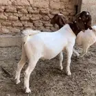 للبيع طقم تيس وجفرتين بورقت صافي