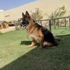 كلب جيرمن للبيع