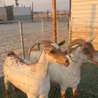 معزا فواخررر