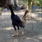 للبيع دجاج شامو