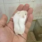 هامستر ونتر وايت