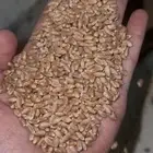 بذور قمح سميد او صميد