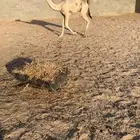 قعود كفووو