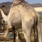 قعدان وبكار بلدي للبيع