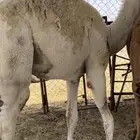قعدان مفاريد كفو