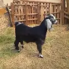 تيس عارضي