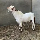 فحل عماني  تيس
