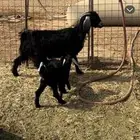 عنز عارضيه سديس تحتها تيس وجفره