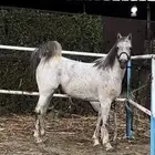 فرس