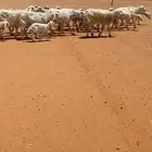 البيع غنم حريات طيبه