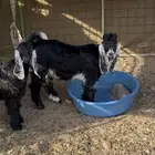 عارضي تيس