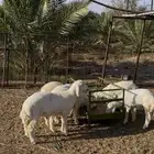 سته طليان طيبه بالحيل