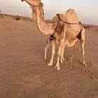 ناقه خلفه تحتها قعود للبيع
