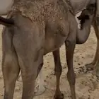 قعودين مجاهيم