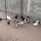 دجاج