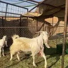 عنز تحتها جفرة مستقققبل