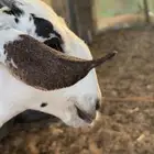 بيشيات للبيع