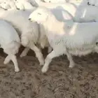 للبيع بهم طيب العدد 90