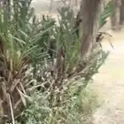 فروخ نخل منوعه