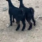 تيسين