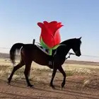 فرس عربيه شعبيه شيخه