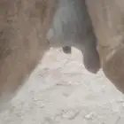 ناقه الي يبي ضاير ميت ولدها اليوم