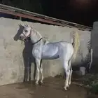 حصان شيخ