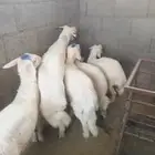 غنم للبيع