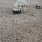 طلي مشروط اسن ثني اطلي حار وطيب
