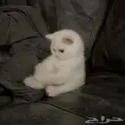 ابي قطه للتبني مع اغراضها العمر شهرين في المدينه