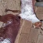 للبيع تيوس وشح فحول